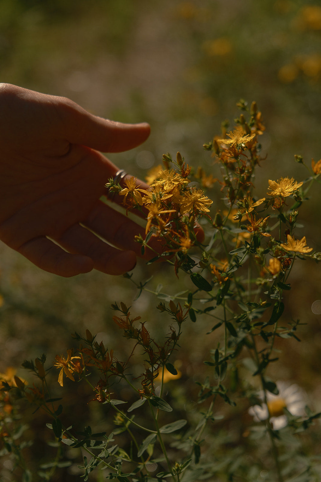 Tallow Botanica - Radiant Recovery Whipped Tallow