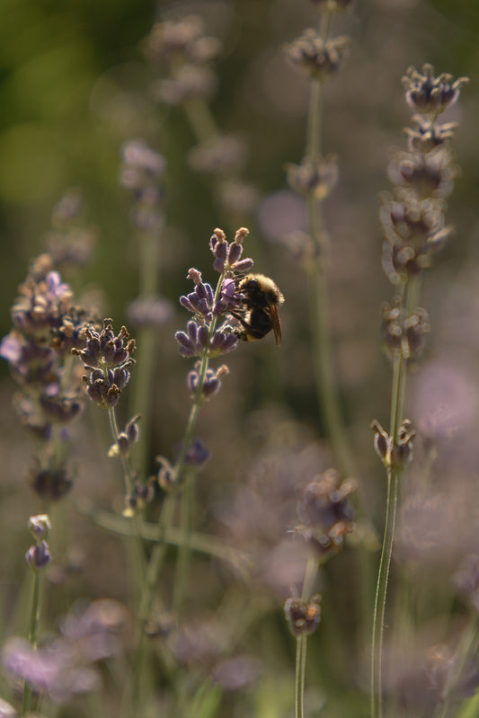 Organic lavender with bumble bee for botanical body oil self care ritual