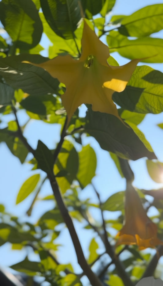 Yellow Brugmansia tree in bloom sunny day with sun rays