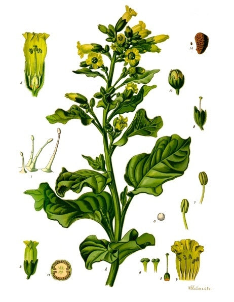 Wild Tobacco Flower Essence