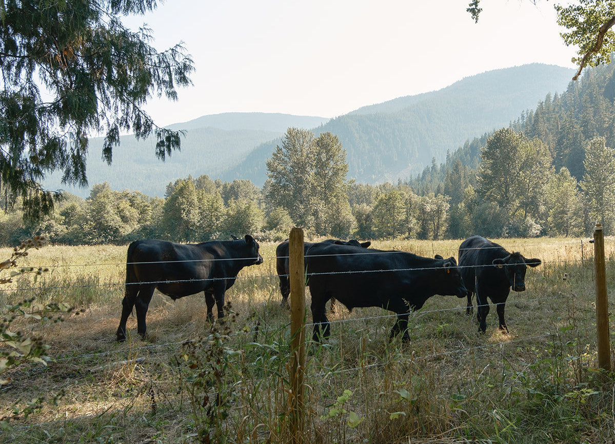 Tallow Botanica - Sacred Forest Whipped Tallow