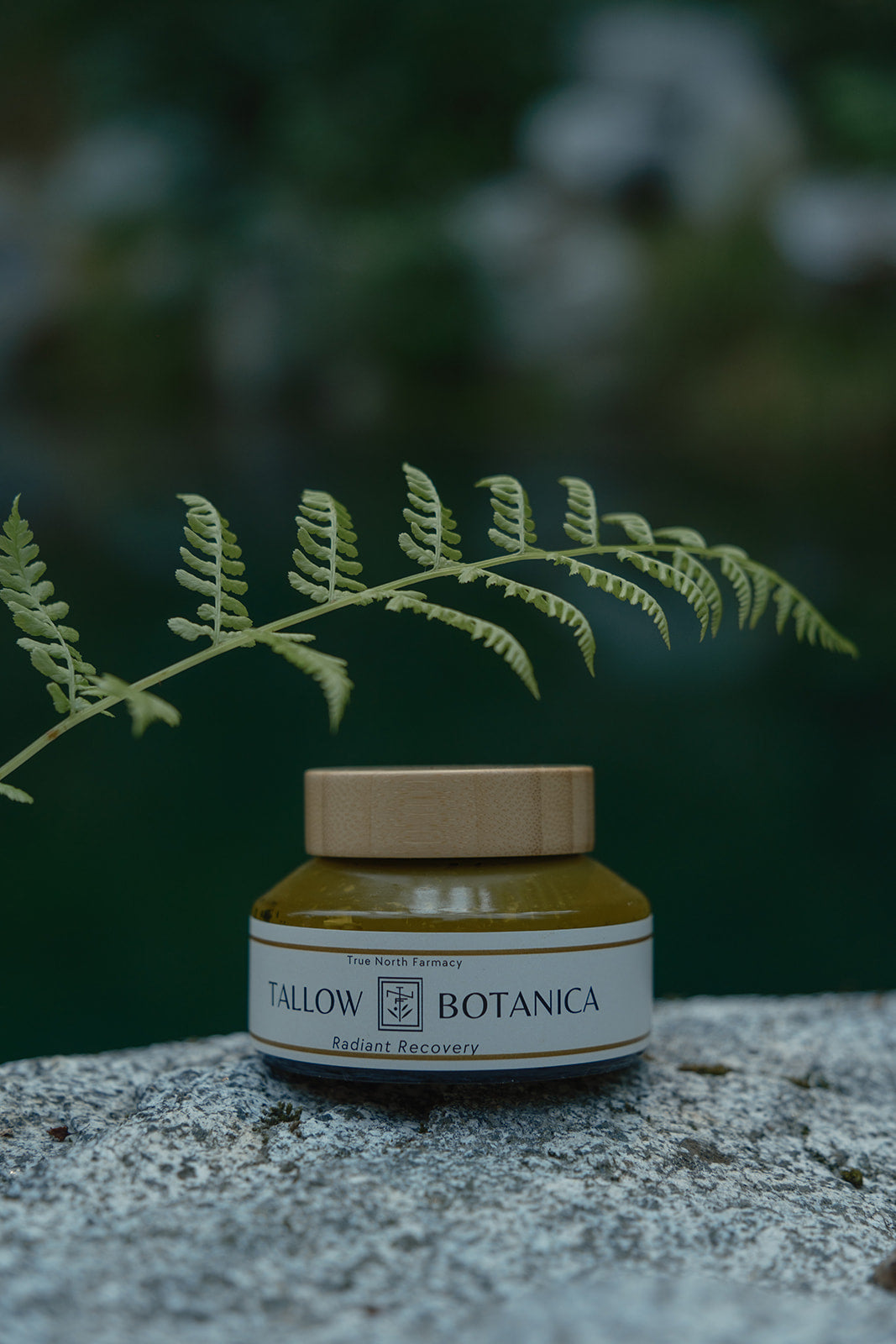 Jar of Tallow Botanica product on a stone surface with a fern leaf in the foreground