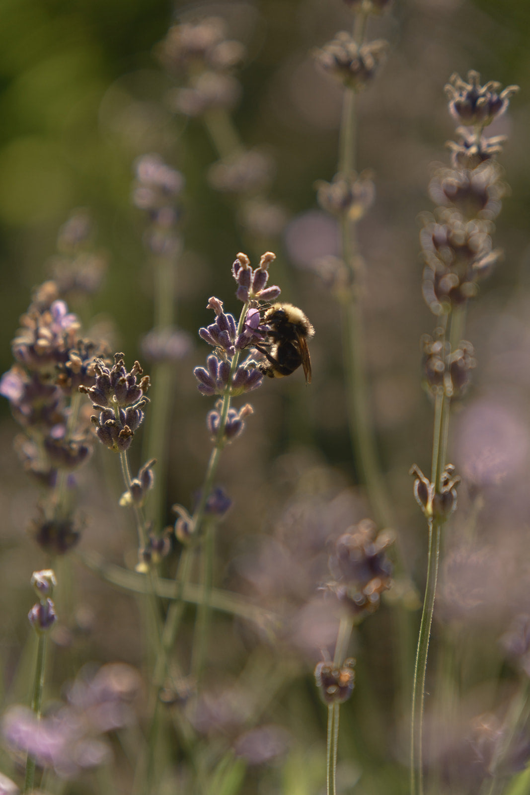 Organic lavender with bumble bee for botanical body oil self care ritual