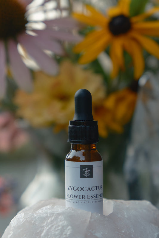 Zygocactus (Thanksgiving Cactus) - Flower Essence
