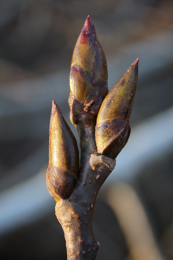 Tallow Botanica - Sacred Forest Whipped Tallow