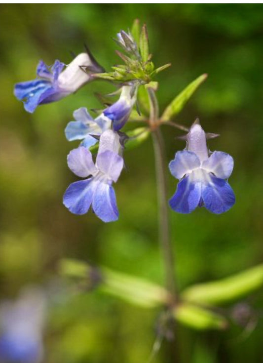 Blue Eyed Mary - Flower Essence