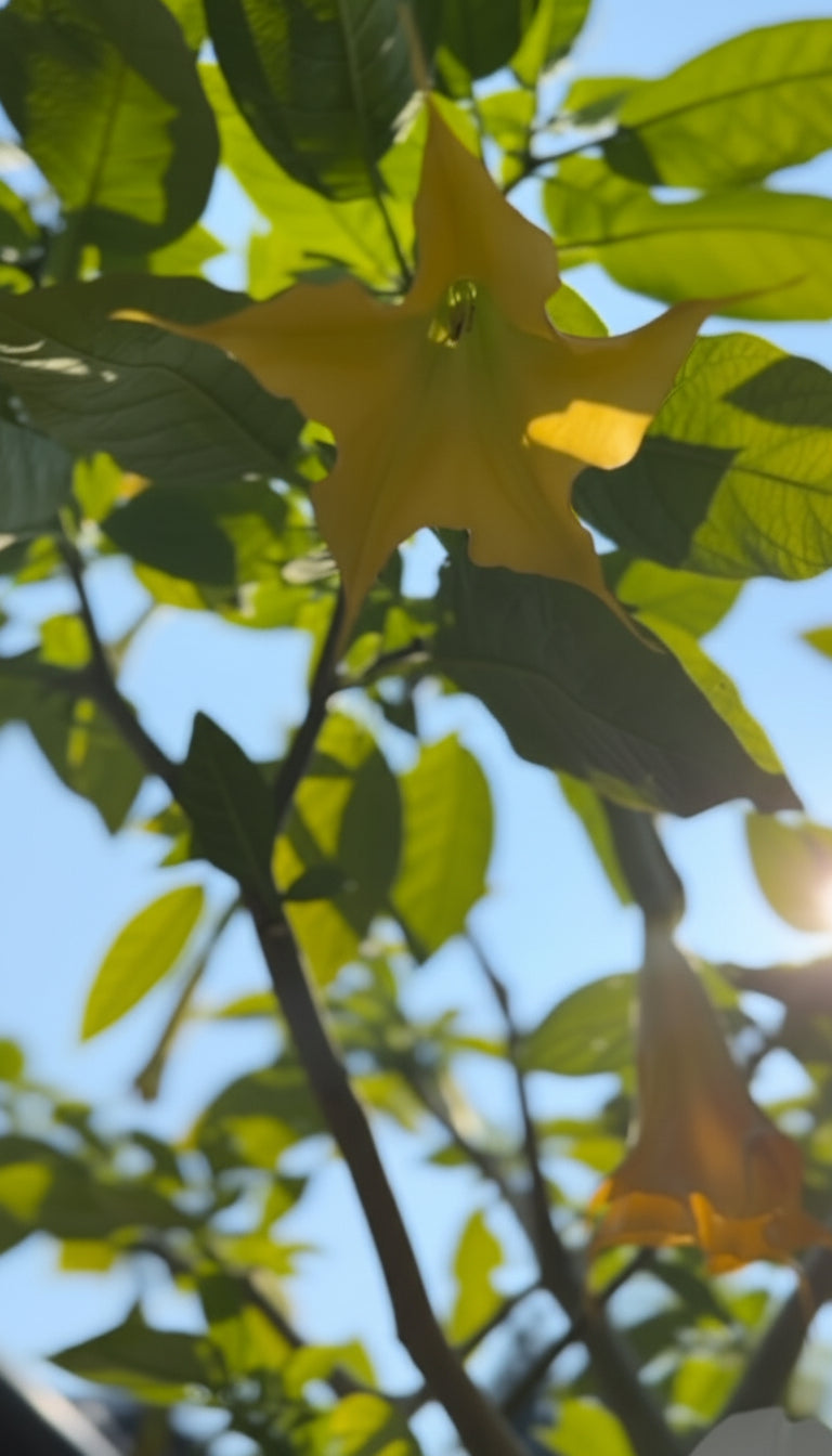 Yellow Brugmansia tree in bloom sunny day with sun rays 
