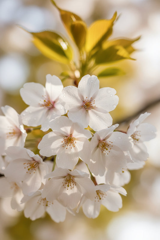 close up of fresh spring cherry blossom flowers