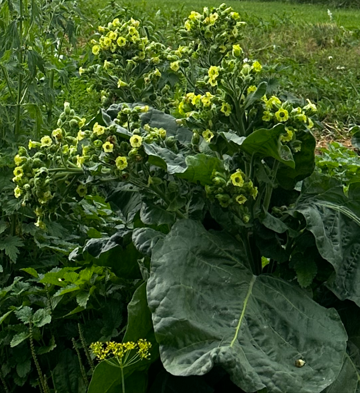 Wild Tobacco Flower Essence