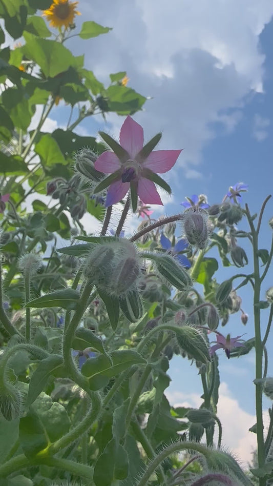 Borage Flower Essence