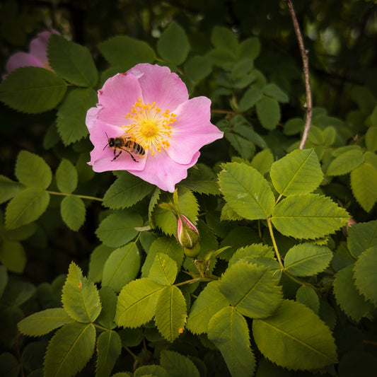 Wild Rose bush with blooming flower and rosebud with a bee on it surrounded by green leaves