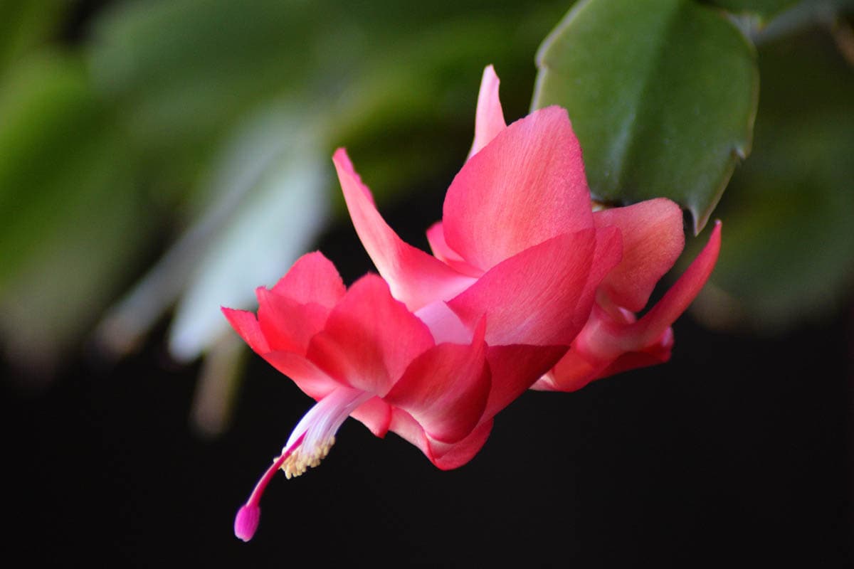 Zygocactus (Thanksgiving Cactus) - Flower Essence
