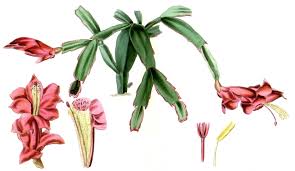Zygocactus (Thanksgiving Cactus) - Flower Essence